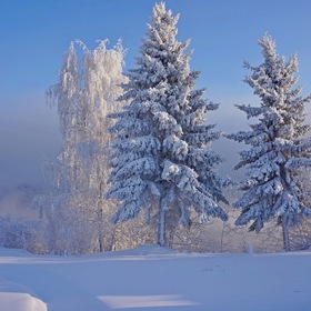 Как можно Зиму не любить , ее холодное дыханье, снегов глубоких чистоту , лесов торжественных молчанье, и неба ясного красу... Как можно это не любить?